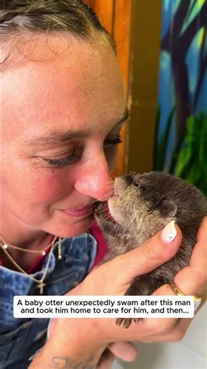 The man adopted a baby otter. #otter #animals #lovestory #rescue #wildliferescue #cute #love