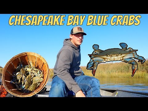 How to Catch Chesapeake Bay Blue Crabs! (Catch Clean Cook)