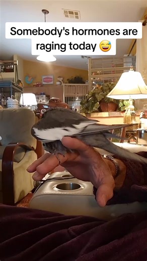 Understanding Cockatiel Behavior and Hormones