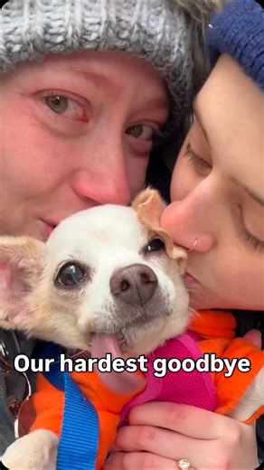 @katieandtatesfostermates on Instagram: "Just because it’s the right choice doesn’t mean it’s the easy choice ❤️‍🩹 But if we couldn’t be Miley’s family, we couldn’t have asked for anyone better. So thank you Alison for setting our hearts at ease knowing she’s in the best possible hands, so we can keep saving more pups like @miley_and_mommy 🫶"