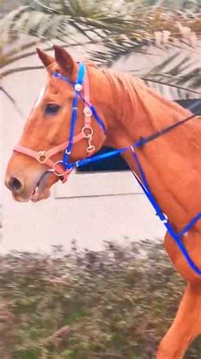 English Jumping Horse 🐎🔥 | حصان قفز قوي#EnglishHorse #HorseShorts