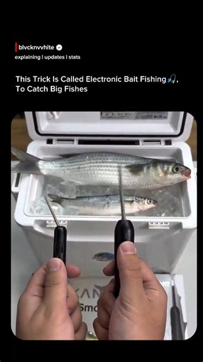 BlackAndWhite on Instagram: "A fisherman demonstrates an innovative hybrid fishing technique using electronically enhanced natural bait. Small vibrating devices are inserted into the mouths of dead fish, causing them to move and tremble as if they were alive when hooked to a fishing line. This mechanical vibration imitates the natural motion of live bait, attracting predatory fish in the water. The method, often referred to as electronic or motorized bait fishing, combines the realism of natural