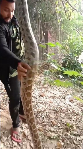 🦅🐍 indian rock python forest