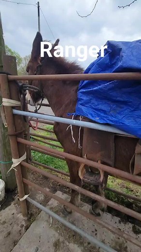 CactusLMules on TikTok