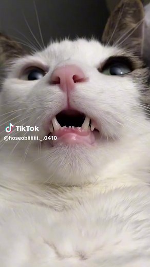 23 reactions | Hello? ✨ | Hello Meow Cafe | Facebook