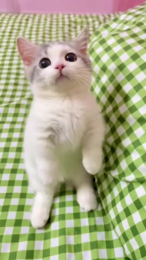 Adorable Kittens Compilation | Funny and Cute Cat Videos