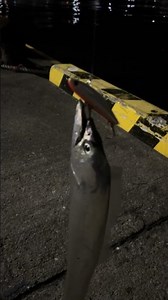 I caught a hairtail in one cast (sweat) #hairtail #sinkingpen #lurefishing