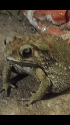 Breeder. #toad #frogspawn #frog #fyp #spawn #foryou #pets #frogs #animals #food #shots #shorts #shortvideo | Training RM5 | Facebook