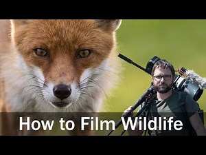 Introduction to Wildlife Filmmaking