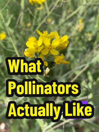 It's funny what the pollinators in our garden go for: not the native wildflowers or the showy ornamentals, but the bolted arugula, broccoli, and mizuna. #backyardnursery #desertgardening #urbanhomestead
