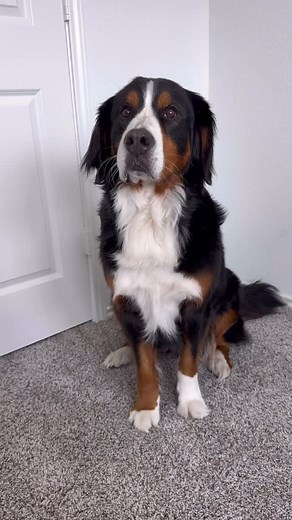 Grizzly Bane | Derek’s New Year’s Resolution 😅 @jasonbankscomedy #jasonbankscomedy #derek #dogskit #baneandbrue #bernesemountaindog #germanshepherd... | Instagram