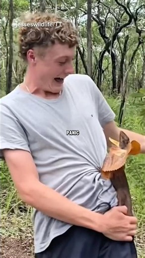 This Lizard Runs Toward Humans?! 🦎