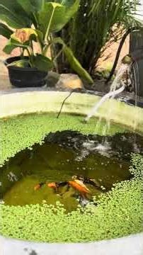 New Waterfall Filter Installation! | My Zen Koi Pond ✨