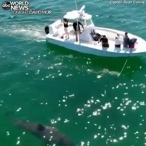 340K views · 302 reactions | SHARK TRACKED: Drone footage shot off the coast of Chatham, Massachusetts, over the weekend shows a boat tracking an adult great white shark swimming near the surface; shark sightings near shore have led to several Cape Cod beach closures this summer. https://gma.abc/2MWNv8B | ABC World News Tonight with David Muir | Facebook