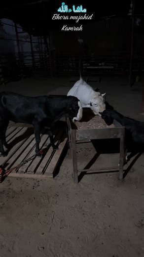 Top Class Goat Farming in Karachi: A Comprehensive Guide