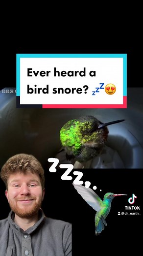 Cute Hummingbird Snoring Caught on Tape