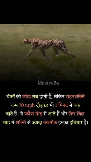 88K views · 344 reactions | Cheetahs are often celebrated as the...