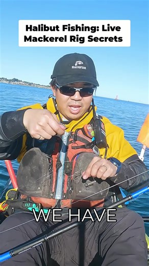 Live bait rig for halibut