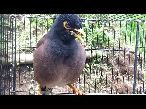 Call or Song of Male & Female common Myna, Acridotheres tristis #BirdSounds