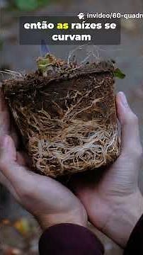 Como as Plantas “Sabem” Para Onde Crescer?