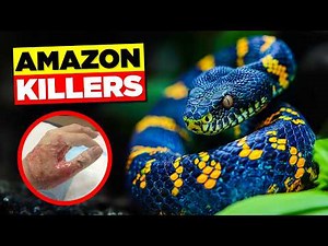 10 Most VENOMOUS SNAKES in Amazon Rainforest