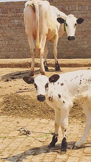 17K views · 647 reactions | چولستانی فریزن گائے ساتھ وچھی فار سیل #reelsvideo #cow #cowaymalaysia #cholistanicow | Pakpattan Animals Tv | Facebook