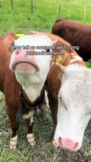But it’s the cows fault… #cows #nature #environment