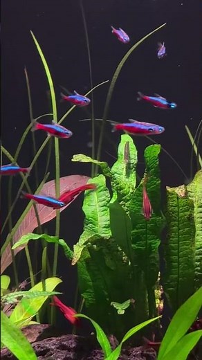 60 Gallon Cube Community Fish Tank