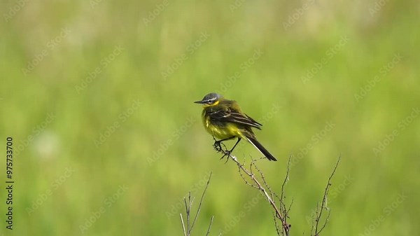 A wagtail chick swings on the grass and calls parents. Green background, slow motion (120fps). The western yellow wagtail (Motacilla flava) is a small passerine bird in the wagtail family Motacillidae
