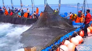 40K views · 120 shares | Amazing Fast Tuna Fishing Skill, Too Many Fish! Catching Tuna on The Big Sea | Sea Fishing | Facebook