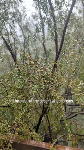 Is there any better smell than the creosote in the desert when it rains? #rainydays #winterrain #creosote #desertrain #tucson #Arizona | Tucson Cactus and Koi