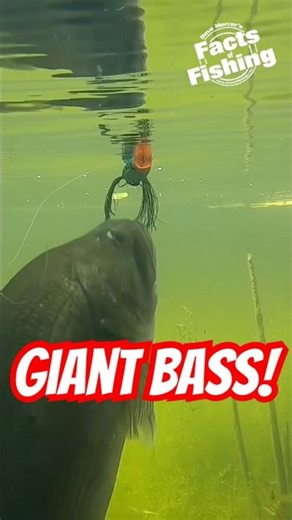 GIANT Bass DESTROYS a Berkley Swamp Lord! #shorts