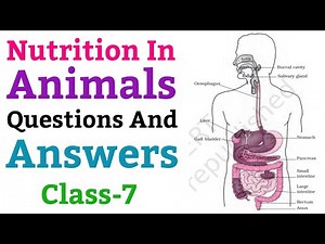 Nutrition In Animals, | Questions And Answers, Science For Class 7 (NCERT)