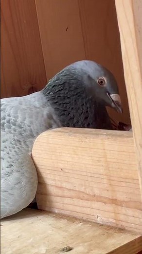 Pidgy the racing survivor feeds his little baby, Flapjack!