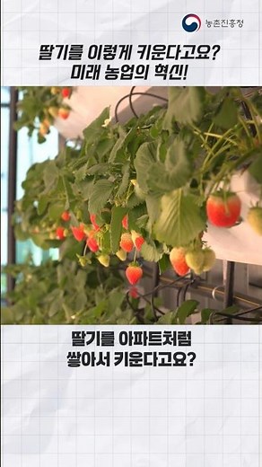 [Agricultural Technology Video] Strawberry Vertical Farming Techniques