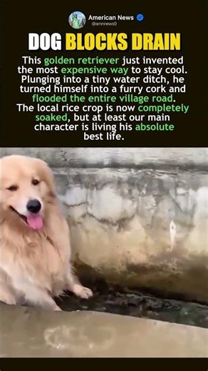 DOG CAUSES FLOOD TO BEAT HEAT