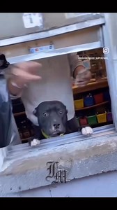 This dog go make sure you pay and give you dat he didn’t have to bite you too!!😆😆😂😂 | Terry Goldsborough