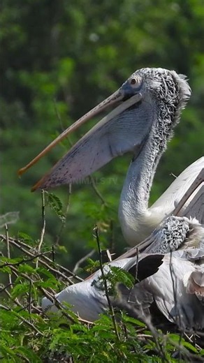 Spot-billed Pelican Resting Peacefully | Amazing Wildlife Moments