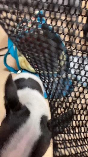 It’s not always puppies and kittens, but when it is, we soak it up! #vetmedlife #veterinary #puppylove #kittens #cute #workflowtiktok #fyp