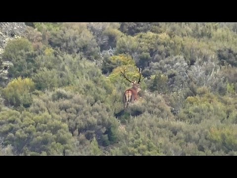Red Stag hunting late Roar, massive long Stag seen