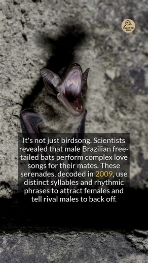 22K views · 288 reactions | Male Brazilian free-tailed bats sing complex love songs to attract mates and warn off rivals. #facts #didyouknow #discovery | Uncover This | Facebook