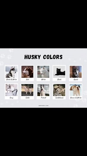Types of Husky Colors and Breeds - Eye Color Variations
