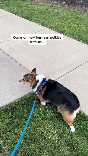 Corgi Puppy Learns to Walk in New Harness