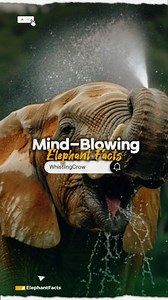 📌ELEPHANT FACTS🐘 Many might think that two 20-liter buckets of water are plenty for an elephant, but here's the jaw-dropper: an adult elephant can drink up to 212 liters of water in less than five minutes❗️ On average, though, they consume between 70 to 100 liters daily. With such a massive intake, an elephant can urinate approximately 50 liters throughout the day, releasing about 10 liters each time. Nature's giants truly operate on a colossal scale. Follow us for more mind-blowing wildlife f