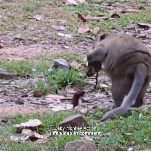 Baby Monkey Action on Reels