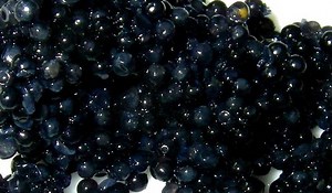 BIOLOGICAL AND GASTRONOMIC SIGNIFICANCE OF FISH EGGS