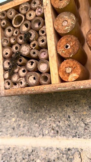 Mason bees mating ‪@Talesfrom1025-m3q‬