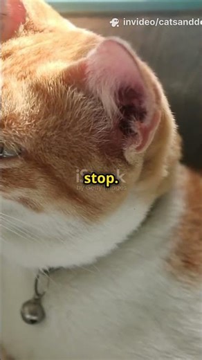 8 Cat Petting Rules You Didn’t Know You Were Breaking #shorts