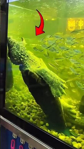 This Turtle Uses a Worm-Like Tongue to Catch Fish! 🐢 #turtle #snapping #snappingturtle #shorts
