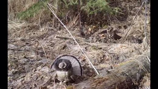 How_To_Hunt on Instagram: "Retrieved a #gamecamera from the north today and found these goofy birds on it a few times from April. #grouse #springtime #delicious #hunting #howtohunt #gardepro"